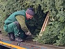 Pracovn�ci havl��kobrodsk�ch Technick�ch slu�eb vypravili v�no�n� strom na...