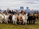 Spolek Prask pastvina spolu s dobrovolnky hnal stdo koz na novou pastvinu.