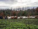Spolek Prask pastvina spolu s dobrovolnky hnal stdo koz na novou pastvinu.