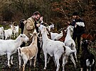 Spolek Prask pastvina spolu s dobrovolnky hnal stdo koz na novou pastvinu.