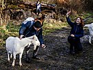 Spolek Prask pastvina spolu s dobrovolnky hnal stdo koz na novou pastvinu.