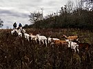 Spolek Prask pastvina spolu s dobrovolnky hnal stdo koz na novou pastvinu.