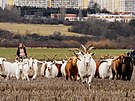 Spolek Prask pastvina spolu s dobrovolnky hnal stdo koz na novou pastvinu.