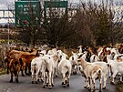 Spolek Prask pastvina spolu s dobrovolnky hnal stdo koz na novou pastvinu.