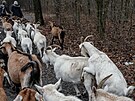Spolek Prask pastvina spolu s dobrovolnky hnal stdo koz na novou pastvinu.
