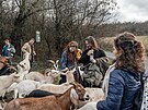 Spolek Prask pastvina spolu s dobrovolnky hnal stdo koz na novou pastvinu.