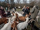Spolek Prask pastvina spolu s dobrovolnky hnal stdo koz na novou pastvinu.