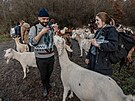 Spolek Prask pastvina spolu s dobrovolnky hnal stdo koz na novou pastvinu.