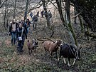 Spolek Prask pastvina spolu s dobrovolnky hnal stdo koz na novou pastvinu.