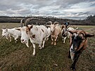 Spolek Prask pastvina spolu s dobrovolnky hnal stdo koz na novou pastvinu.