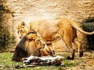 Lvi indit v ostravsk zoo.