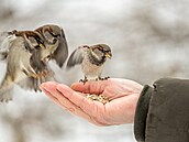 Ptá�k�m zp�vá�k�m je t�eba pomáhat a s klesajícími teplotami je �ádn�...