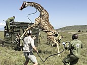 Stráci Keské sluby pro ochranu pírody (KWS) pesouvají irafu z rane...