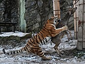 PODLE ZÁKONA. Krmit �ivými zví�aty se v zoo nesmí. Výjimku mají...