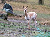 Po 13 letech se ve zlínské zoologické zahrad narodilo mlád lamy vikun....