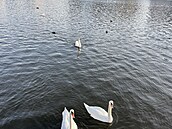 To vypadá na velký návrat labutí! Mezi Palackého mostem a �elezni�ním mostem...