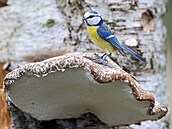 Bezovník obecný se sbírá hlavn na podzim a v zim.