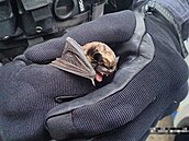 Strá�níci M�stské policie Kladno odchytávali v tamní nemocnici netopýra. (8....