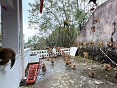 Opií lavina. Prchající makakové pekvapili turisty