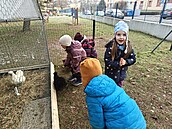 Ve kolce v Plzni na Skvranech mají dti ivé slepiky. Své zvíecí kamarády...