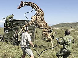 Strá�ci Ke�ské slu�by pro ochranu p�írody (KWS) p�esouvají �irafu z ran�e...