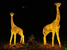 Sv�telná zahrada Winter World na hradeckém leti�ti (8. prosince 2025)