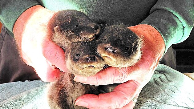 Mal� troj�ata vydry, Snap, Crackle a Pop