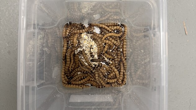 Larvy potemn�ka na Mendelov� univerzit� v Brn� dok�ou rozkl�dat r�zn� typy plast�. Pom�haj� objasnit biodegrada�n� mechanismy, kter� by mohly lidstvu pomoci v �e�en� likvidace odpad�.