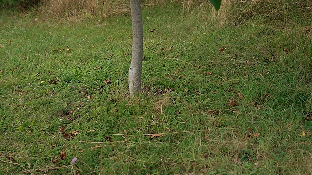 Prima TV, Zahradnice po ruce, Lenka Eywa, list�, o�e��k