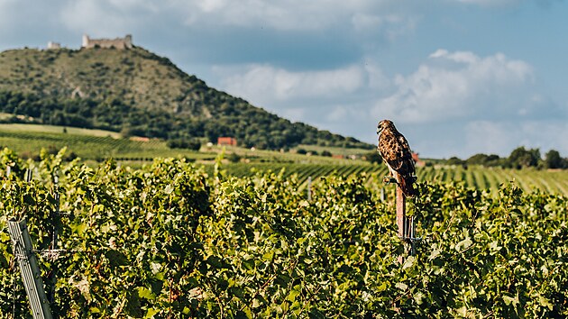 Folt�novi si v�� �ivota ve sv�ch vinohradech. B�nou sou��st� jsou i dravci.