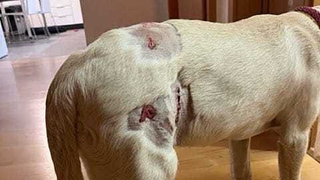 Napaden tn retrvra musela podstoupit v narkze chirurgick zkrok.