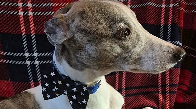 Svatby Ale�e Cibulky a Michala Jagelky se ��astnil i jejich kr�tkosrst� chrt Tobi�. (4. prosince 2025)