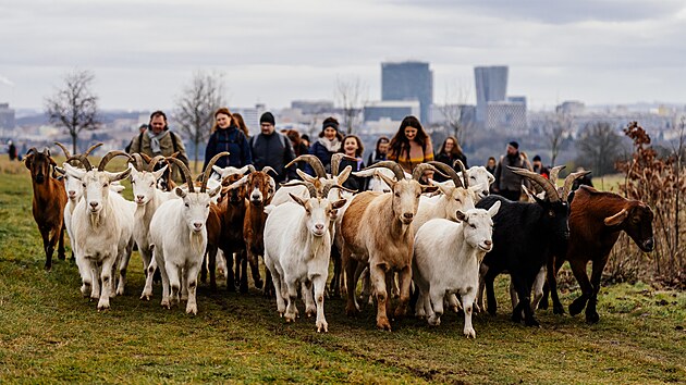 Spolek Prask pastvina spolu s dobrovolnky hnal stdo koz na novou pastvinu.
