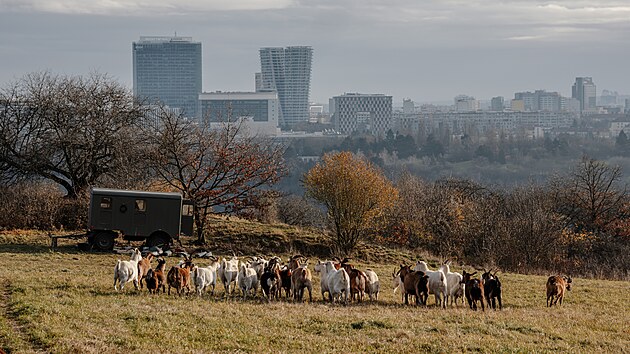 Spolek Prask pastvina spolu s dobrovolnky hnal stdo koz na novou pastvinu.