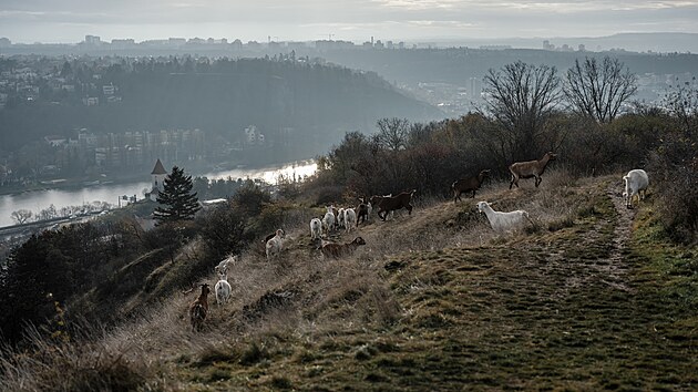 Spolek Prask pastvina spolu s dobrovolnky hnal stdo koz na novou pastvinu.