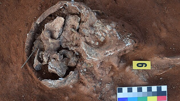 Detail jedince nalezen�ho v hromadn�m vojensk�m hrob� 18. stolet� na z�chrann�m archeologick�m v�zkumu