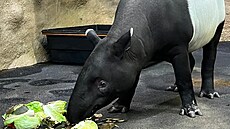 Samice tapíra �abrakového v ústecké zoo