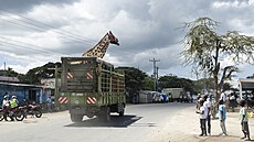 Strá�ci Ke�ské slu�by pro ochranu p�írody (KWS) p�esouvají �irafy z ran�e...