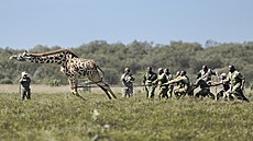 Strá�ci Ke�ské slu�by pro ochranu p�írody (KWS) p�esouvají �irafu z ran�e...