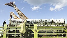 Strá�ci Ke�ské slu�by pro ochranu p�írody (KWS) p�esouvají �irafy z ran�e...
