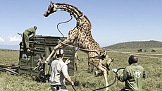 Stráci Keské sluby pro ochranu pírody (KWS) pesouvají irafu z rane...