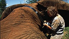 Iain Douglas-Hamilton p�i práci v terénu. (21. kv�tna 1998)