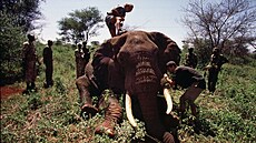 Iain Douglas-Hamilton p�i práci v terénu. (21. kv�tna 1998)