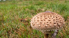 Kde voda znovu na�la cestu � krajina rybník�, mok�ad� a nových biotop�