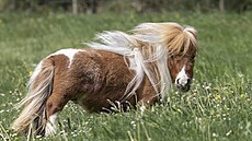 Pumuckel je o více ne tyi centimetry mení ne pedchozí dritel rekordu...