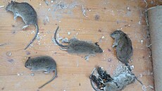 �esko v ohro�ení: Potkani �í�í nemoci, deratizace je nutností