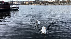 �tená� v úterý ráno (9. prosince 2025) pozoroval v centru Prahy p�es 40 labutí.