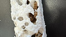 Larvy potemníka na Mendelov� univerzit� v Brn� doká�ou rozkládat r�zné typy...