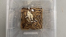 Larvy potemníka na Mendelov� univerzit� v Brn� doká�ou rozkládat r�zné typy...