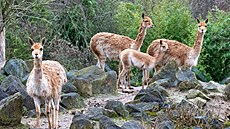 Po 13 letech se ve zlínské zoologické zahrad� narodilo mlád� lamy vikun�....